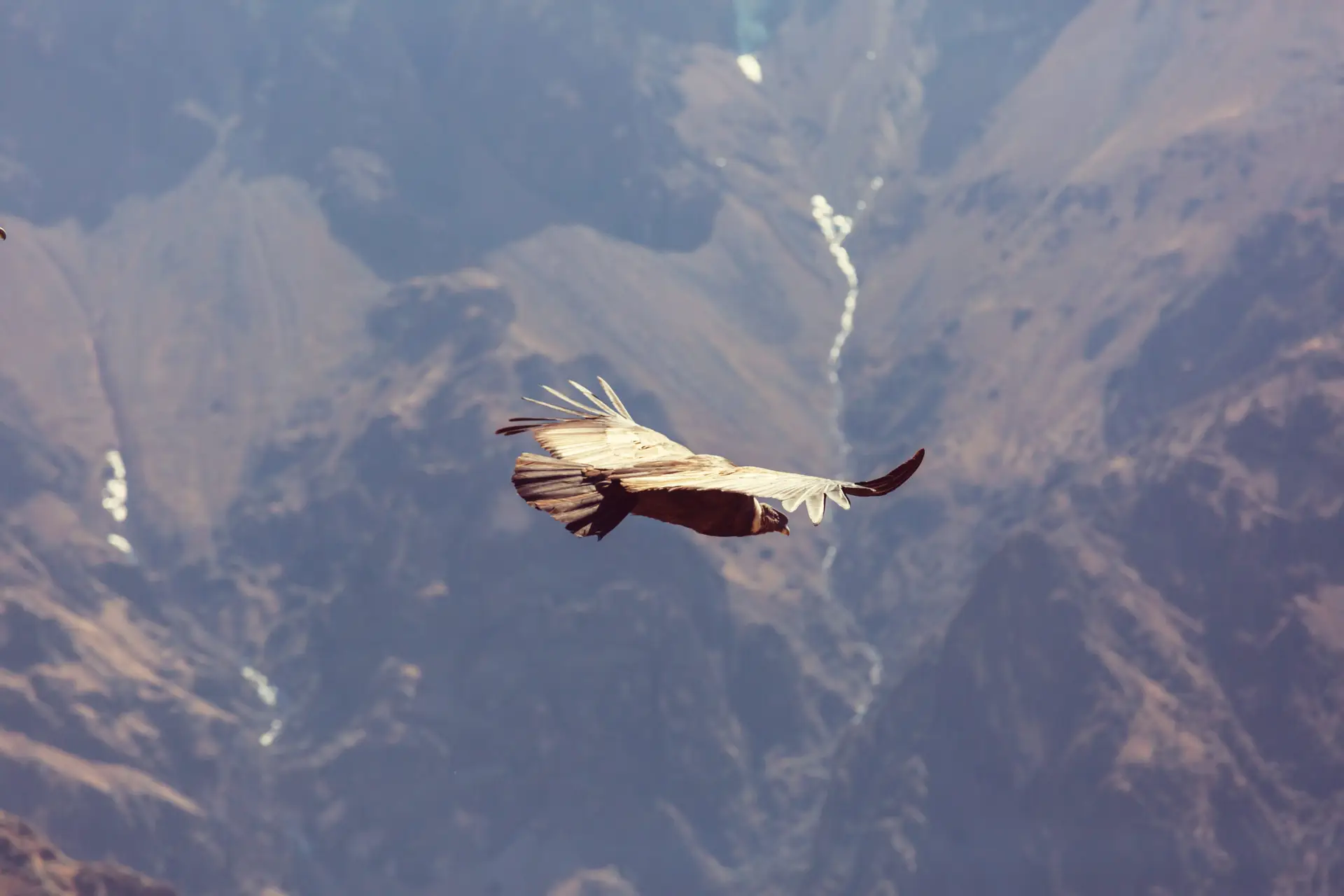 Condor