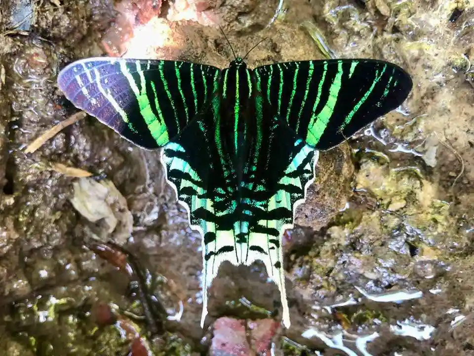 Butterfly Background